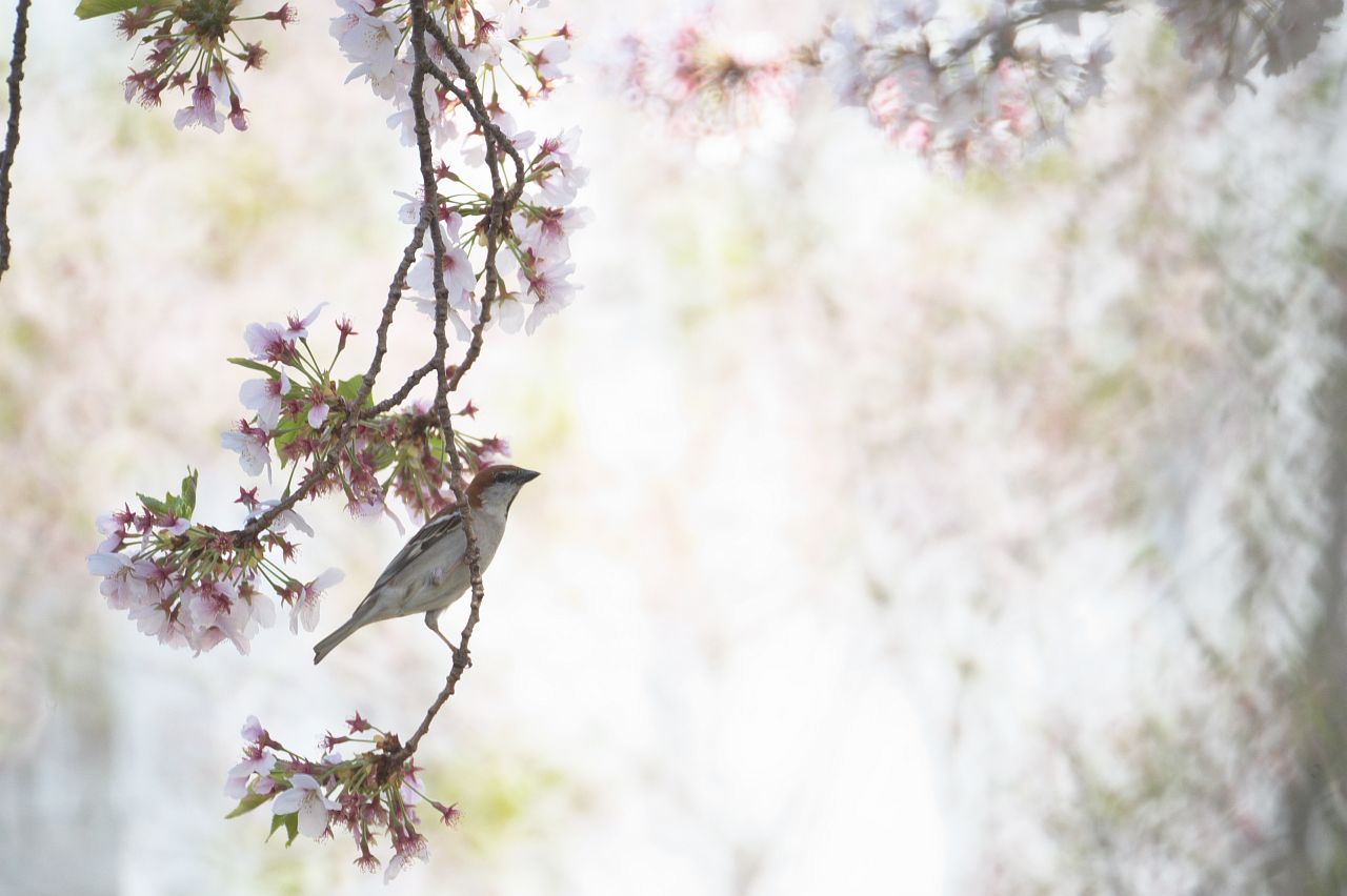 桜と鳥さん＾＾その4_e0134248_22283291.jpg