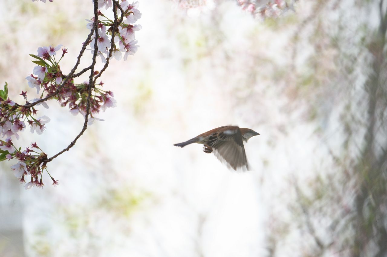 桜と鳥さん＾＾その4_e0134248_22294515.jpg