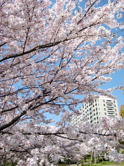 桜・桜みたいな？・ぴんく姫_f0136850_0325684.jpg