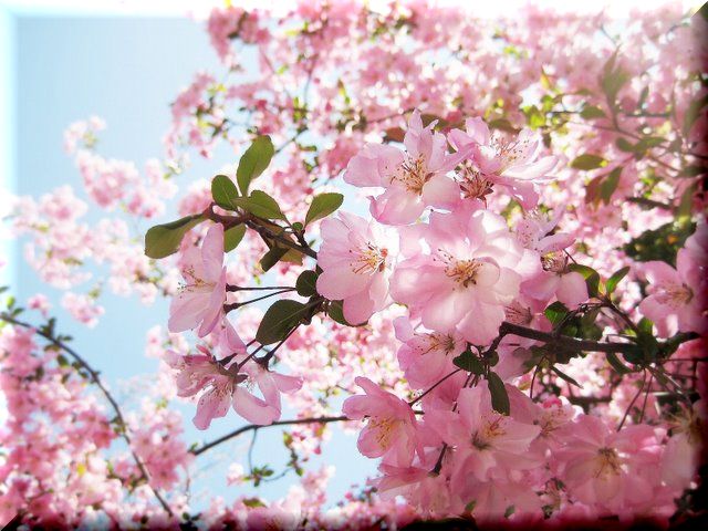 桜・桜みたいな？・ぴんく姫_f0136850_11962.jpg