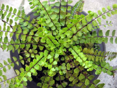 c0147952_2015498.jpg