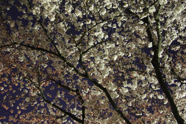 f0160554_833631.jpg