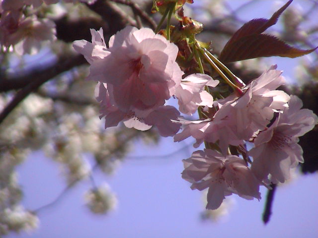 しだれ桜。_e0060555_21184995.jpg