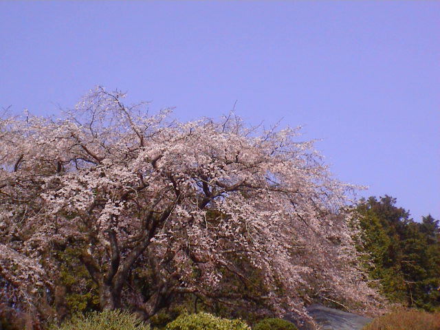 しだれ桜。_e0060555_2123053.jpg