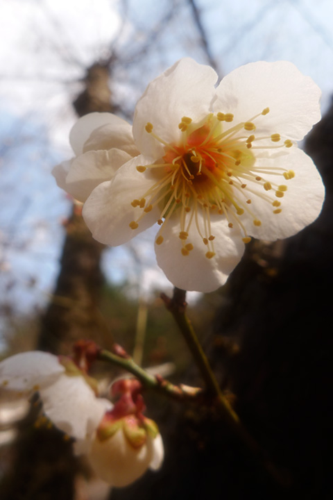 山形の花粉情報_e0084756_8531850.jpg