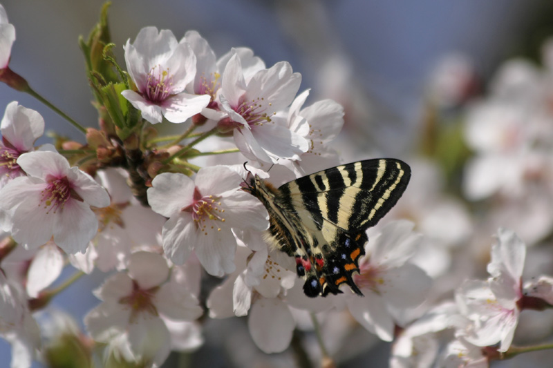 桜ギフ_e0156157_1823053.jpg