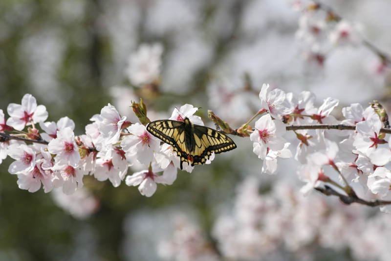 桜ギフ_e0156157_18245567.jpg