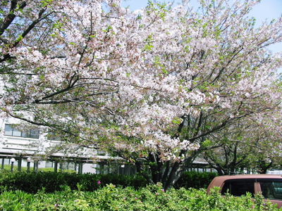熊本県立大学の春・・・・・楠の緑・・・桜は散りはじめていました・・・・_a0063658_165717.jpg