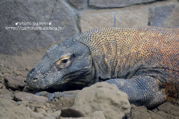 コモドオオトカゲ 動物園でお散歩