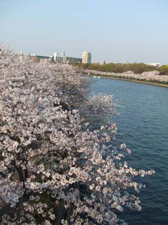 天満橋の桜。_c0168358_1235328.jpg