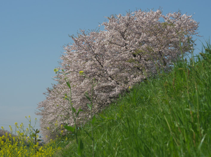 　　　佐保川の桜_f0046158_17433749.jpg