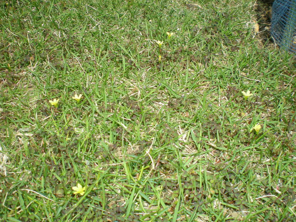 2009年4月11日(土)カタバミをやっつけた~!_f0060461_20595826.jpg