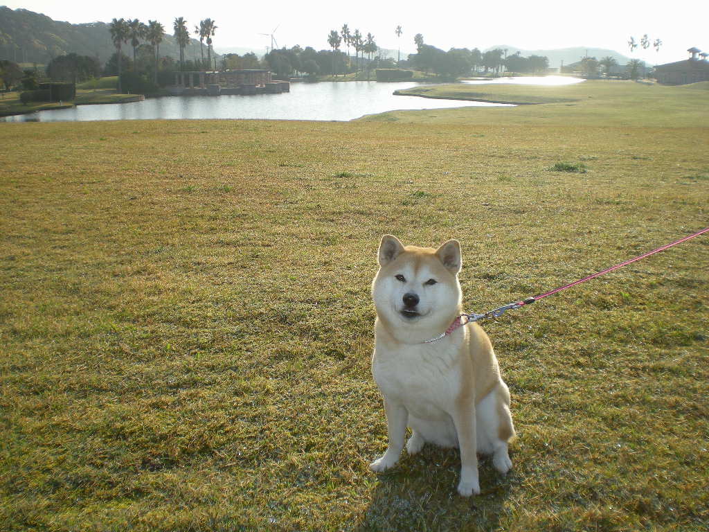 ２００９年４月１１日（土）カタバミをやっつけた～！_f0060461_2114377.jpg