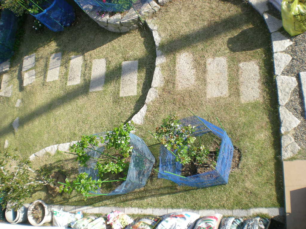 2009年4月11日(土)カタバミをやっつけた~!_f0060461_213484.jpg