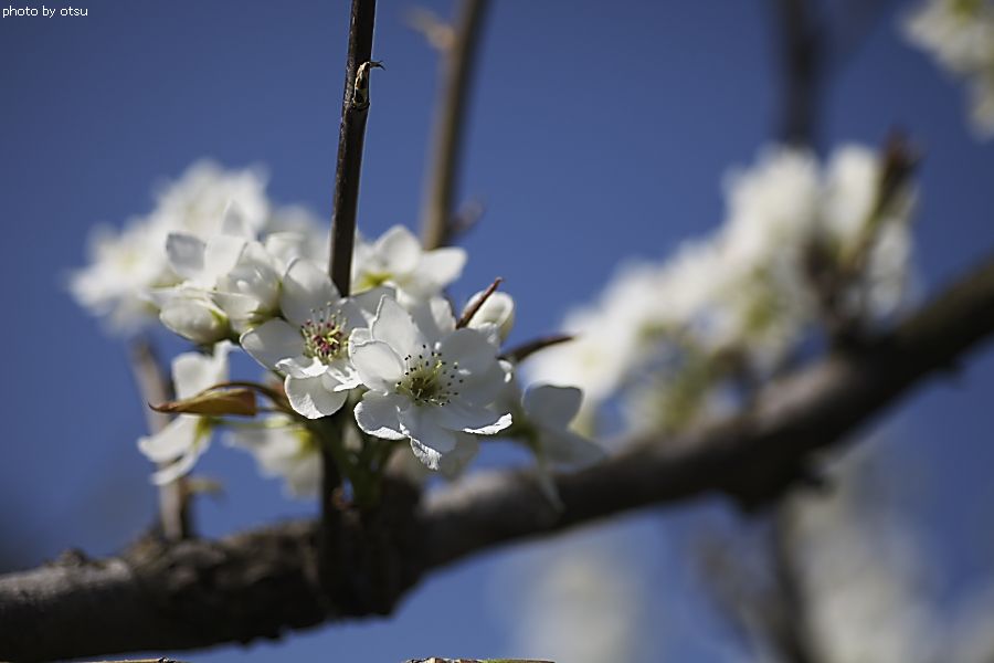 梨の花_b0098362_4253095.jpg