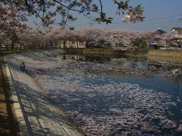 北条大池の桜_b0124462_9451625.jpg