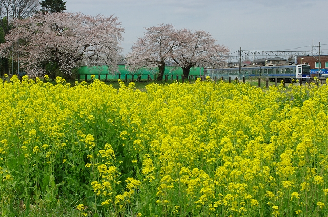 2009　桜鉄　最終章_f0129062_22194361.jpg