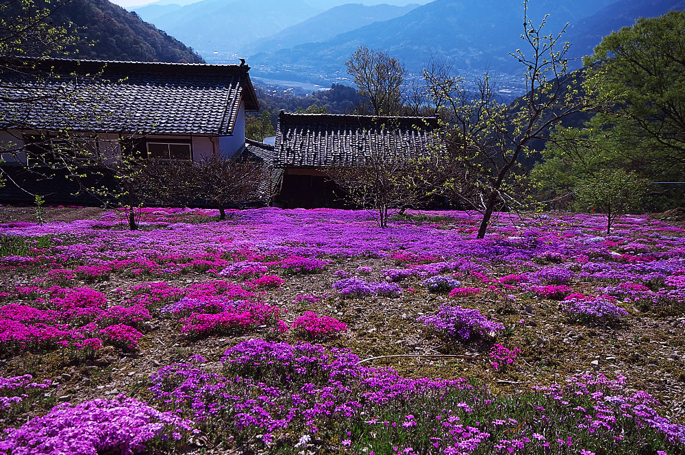 山村の芝桜_b0112163_2112960.jpg