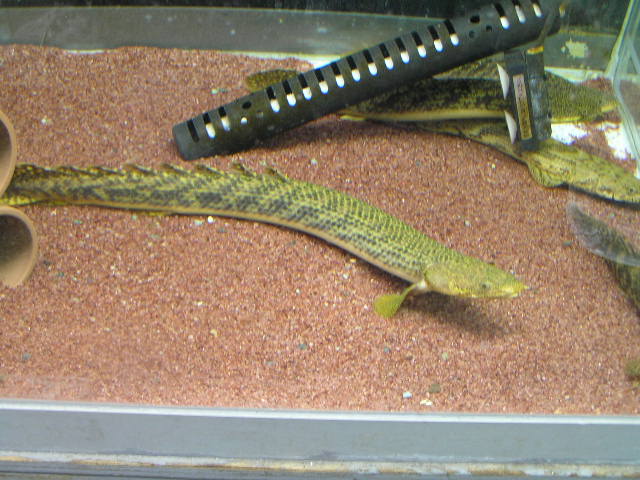 リミックス名東店熱帯魚