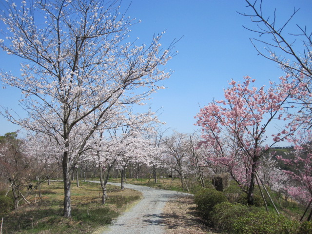 お花見シーズン到来です_f0085369_11524146.jpg