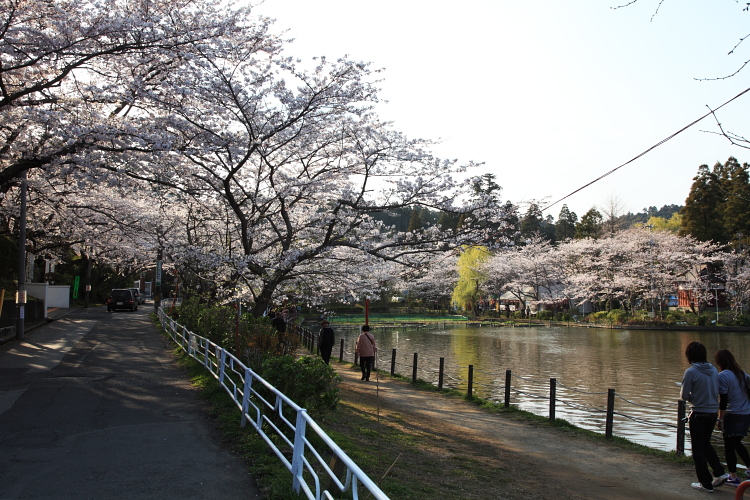 桜ですねぇ。_a0088571_22124430.jpg