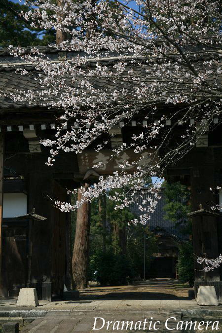 高田寺町桜旅_d0107372_810386.jpg