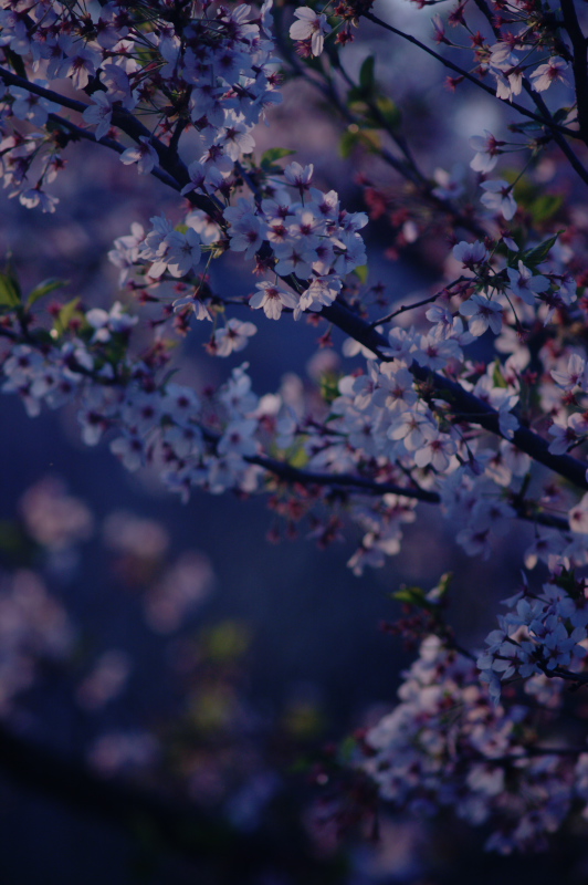 朝の桜・夕べの桜_b0104774_1124253.jpg