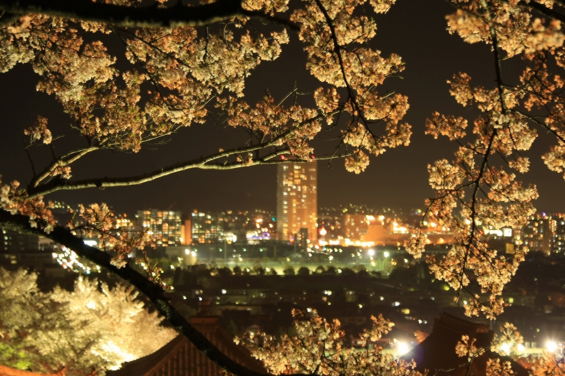 琵琶湖疎水と三井寺の夜桜_c0196076_22175922.jpg