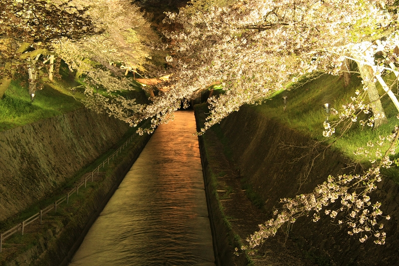 琵琶湖疎水と三井寺の夜桜_c0196076_2253982.jpg