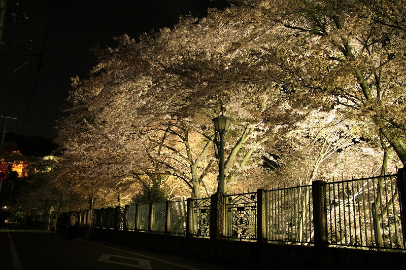 琵琶湖疎水と三井寺の夜桜_c0196076_2264244.jpg