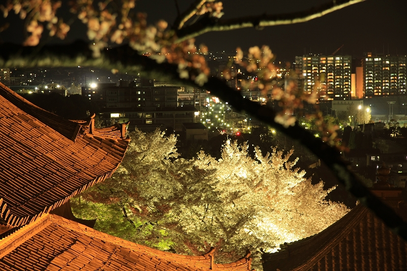 琵琶湖疎水と三井寺の夜桜_c0196076_227143.jpg