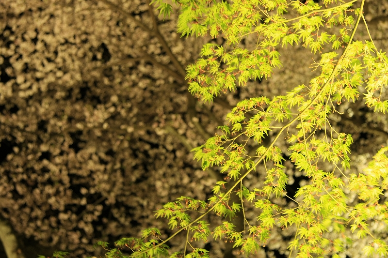 琵琶湖疎水と三井寺の夜桜_c0196076_229412.jpg