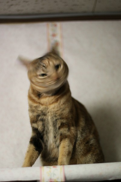 ミキティ_c0109780_810017.jpg