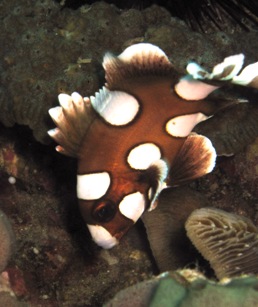 ピピ島 カメの予定が…。、_f0144385_23363436.jpg