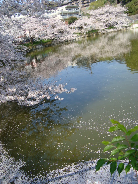 散る桜_f0137694_8555352.jpg