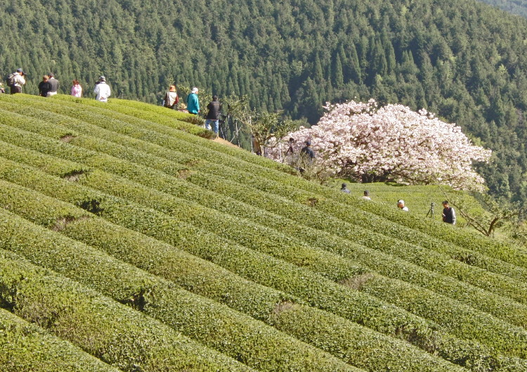 遠山桜_d0150095_22231567.jpg