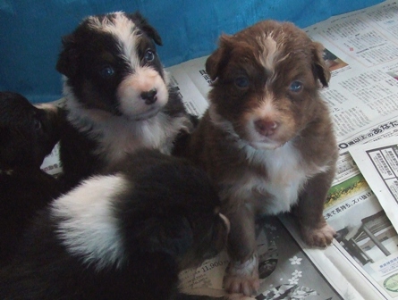 今日のお友達　AND　オーストラリアンシェパードの子犬達！！_f0077697_1758572.jpg