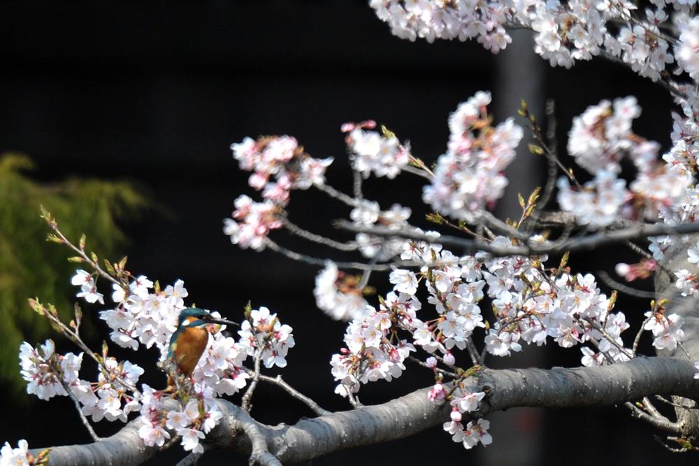 桜カワセミ／月に花雲_b0024798_6475468.jpg