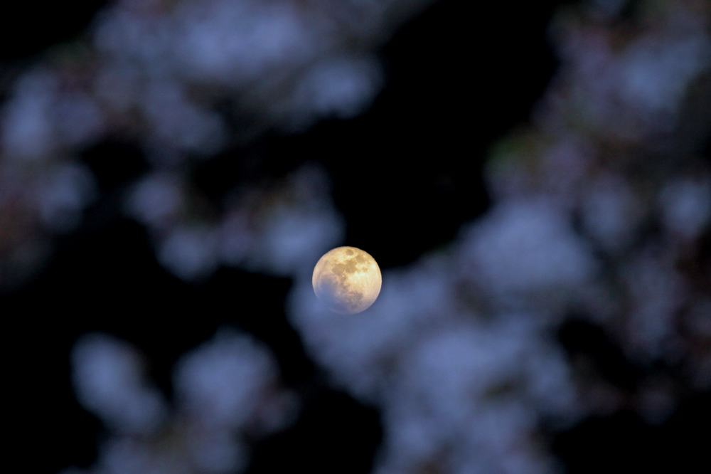 桜カワセミ／月に花雲_b0024798_653584.jpg