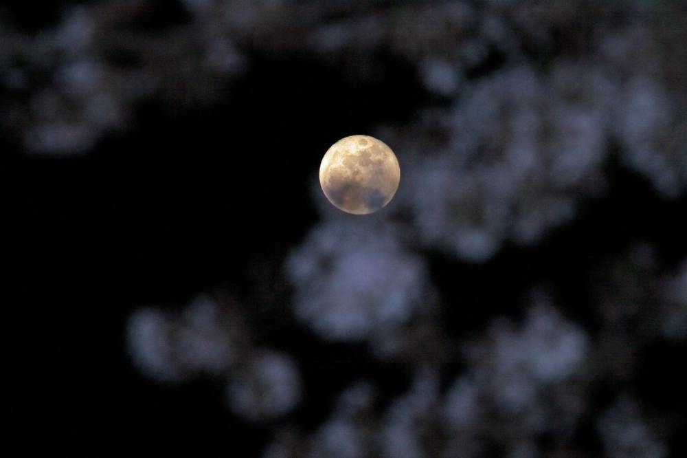 桜カワセミ／月に花雲_b0024798_6542410.jpg