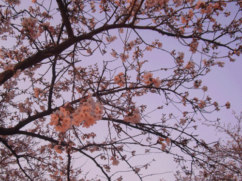 f0185403_16304290.gif