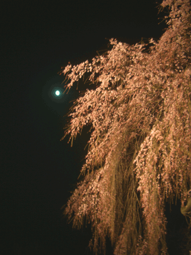 f0185403_16312820.gif