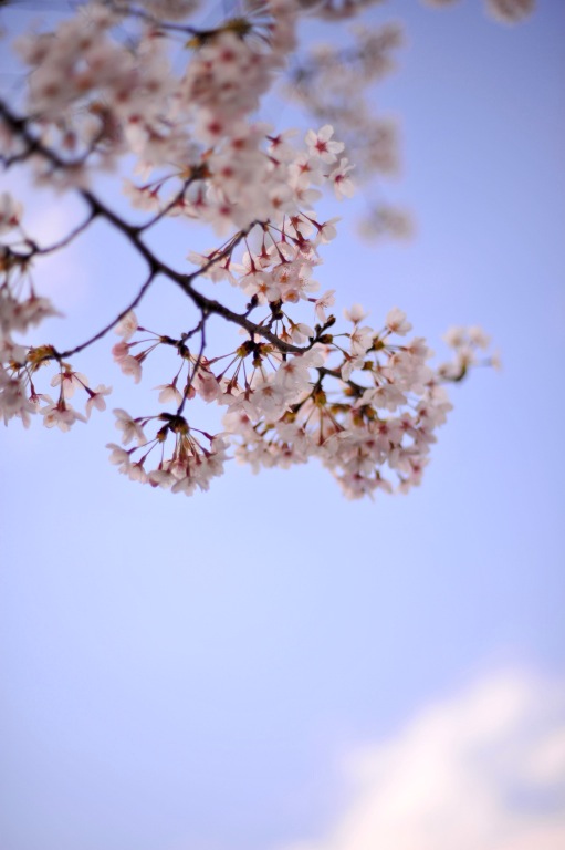 桜　2009　　_d0119505_647421.jpg