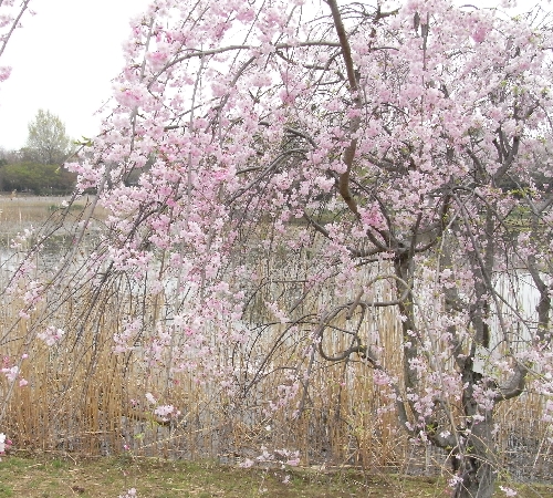 砂沼の桜_f0006510_1911348.jpg