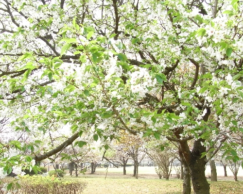 砂沼の桜_f0006510_19134864.jpg