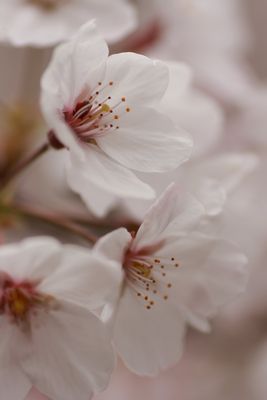 さくら～♪　さくらの花が咲いている♪_b0125111_2232794.jpg