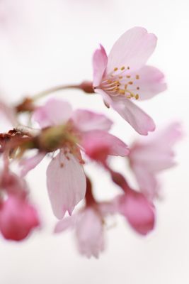 さくら～♪　さくらの花が咲いている♪_b0125111_2235645.jpg