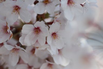 さくら～♪　さくらの花が咲いている♪_b0125111_2242974.jpg