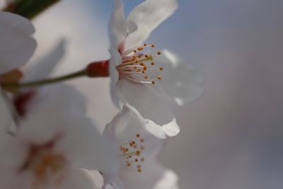 さくら～♪　さくらの花が咲いている♪_b0125111_2244115.jpg