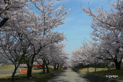 桜・宮野運動公園０９０４１２_a0026413_10212415.jpg